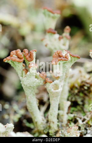 Cladonia fimbriata lichen mit fruchtigen Strukturen, Wales, Großbritannien. Stockfoto