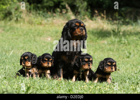 Erwachsener Hund Cavalier King Charles Spaniel und vier Welpen (schwarz und braun) sitzen auf einer Wiese Stockfoto