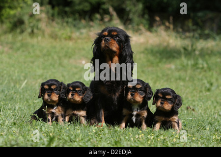 Erwachsener Hund Cavalier King Charles Spaniel und vier Welpen (schwarz und braun) sitzen auf einer Wiese Stockfoto