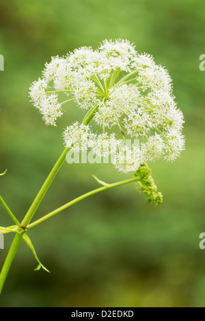 SIUM Latifolium, Greater Water Parsnip, Wales, Großbritannien. Stockfoto