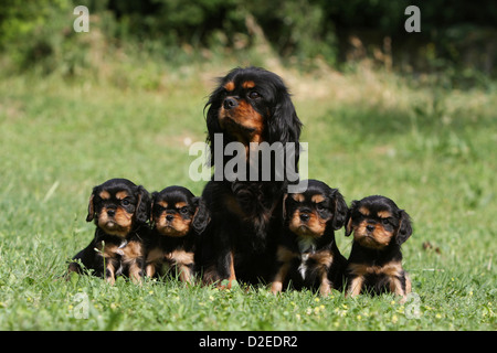 Erwachsener Hund Cavalier King Charles Spaniel und vier Welpen (schwarz und braun) sitzen auf einer Wiese Stockfoto