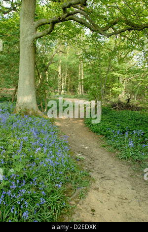 Weg schlängelt sich durch Buche Wald unter Bluebell Blumen im Frühling, Shotover, Oxfordshire, England UK Stockfoto