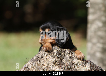 Hund Cavalier King Charles Spaniel Welpen (schwarz und braun) auf einem Felsen liegend Stockfoto