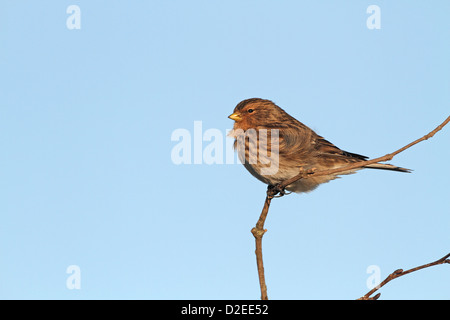 Berghänfling, Zuchtjahr Flavirostris im Winterkleid Stockfoto