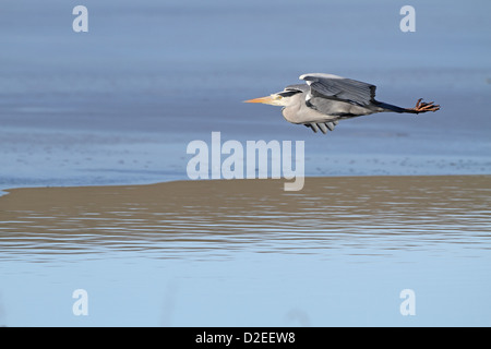 Graureiher, Ardea Cinerea, fliegen über teilweise gefrorenen See (Loch) Stockfoto