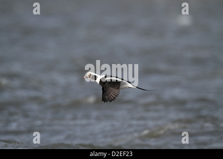 Eisente (Oldsquaw), Clangula Hymenalis, fliegen an Küste Stockfoto