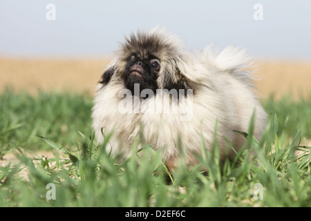 Pekinese Hund / Pekinese / Pékinois Welpen stehen auf der Wiese Stockfoto