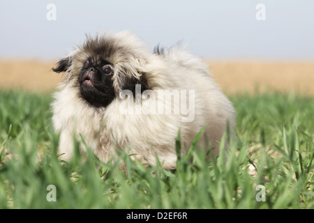 Pekinese Hund / Pekinese / Pékinois Welpen laufen auf der Wiese Stockfoto