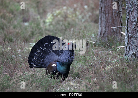 (Western) Auerhahn, at Urugallus, im Kiefer Wald anzeigen Stockfoto