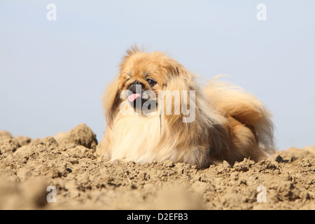 Pekinese Hund / Pekinese / Pékinois Erwachsenen auf dem Boden liegend Stockfoto