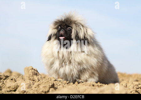 Pekinese Hund / Pekinese / Pékinois Welpen sitzen in einem Feld Stockfoto