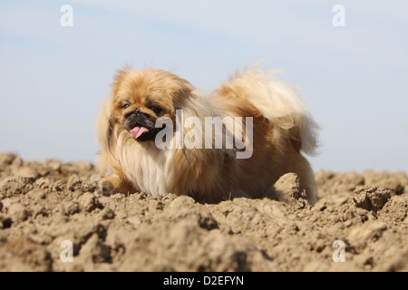 Pekinese Hund / Pekinese / Pékinois Erwachsenen zu Fuß in ein Feld Stockfoto