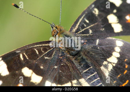 Nahaufnahme von einer 2. Generation Karte Schmetterling (Araschnia Levana) posiert auf verschiedenen Blumen und auf dem Boden - 50 Bilder in Serie Stockfoto