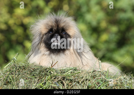 Pekinese Hund / Pekinese / Pékinois Erwachsenen liegen in der Wiese Stockfoto