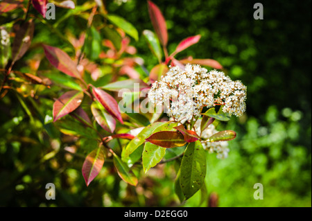 Weiße Blumen auf X fraseri Photinia Red Robin im Mai Stockfoto