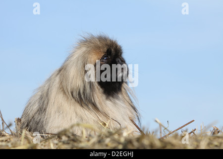 Pekinese Hund / Pekinese / Pékinois Erwachsenen liegen auf dem Stroh Stockfoto