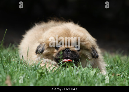 Pekinese Hund / Pekinese / Pékinois Welpen liegen auf dem Rasen Stockfoto