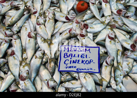 Frische Bluefish aus der Bhosphorous auf Markt in Tarlabasi, Istanbul. Stockfoto