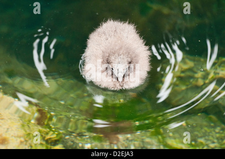 Baby-Arctic Skua an Hafnarhomi, Bakkagerdi, East Island Stockfoto