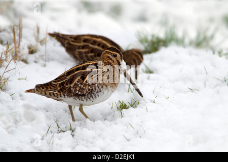 ein paar gemeinsame Schnepfen Gallinago Gallinago Fütterung im Schnee Stockfoto