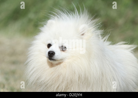 Deutscher Spitz Hund / Pommern Erwachsener (weiß)-Porträt Stockfoto