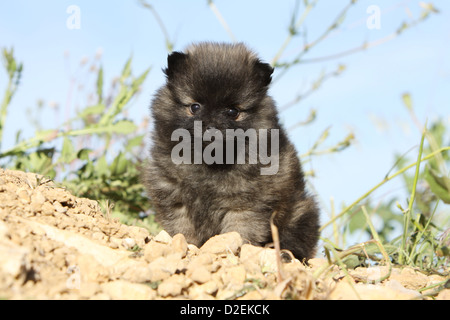 Deutscher Spitz Hund / Pomeranian Welpen (Wolf) auf dem Boden sitzend Stockfoto