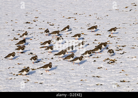 Turnstone Arenaria interpres Gruppe auf Schneebedeckter Strand Stockfoto