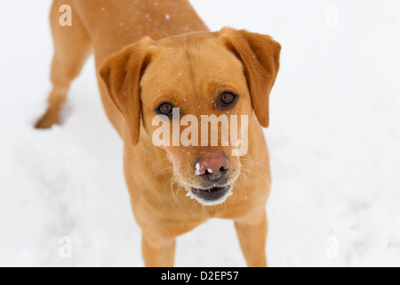 Gelber Labrador spielt im Schnee Stockfoto
