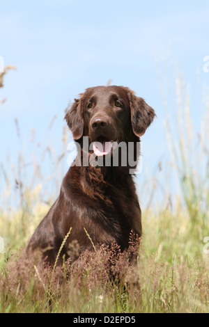 Hund Flat Coated Retriever adult (braun) Porträt Stockfoto