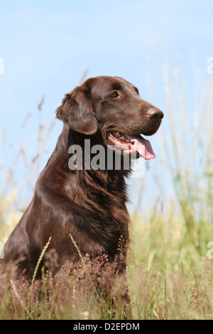 Hund Flat Coated Retriever adult (braun) Porträt Profil Stockfoto