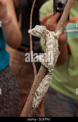 Madagaskar, Betrieb Wallacea, Mariarano, Blatt Tailed Gecko Uroplatis heckeli Stockfoto