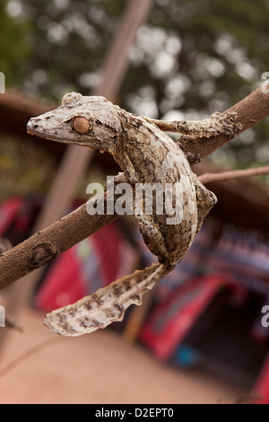 Madagaskar, Betrieb Wallacea, Mariarano, Blatt Tailed Gecko Uroplatis heckeli Stockfoto