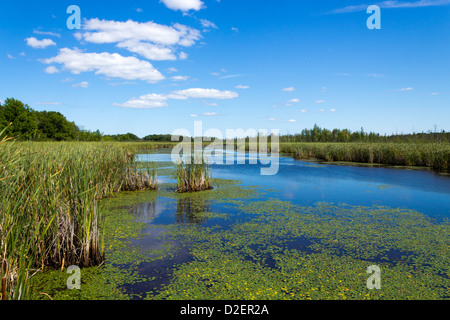 Schönen Teich mit Seerosen und Rohrkolben Stockfoto