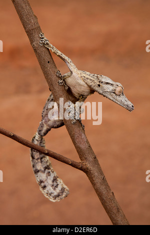 Madagaskar, Betrieb Wallacea, Mariarano, Blatt Tailed Gecko Uroplatis heckeli Stockfoto