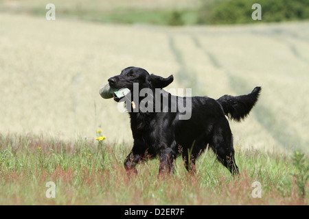 Flat Coated Retriever Erwachsener (schwarz) abrufen einen Dummy Hund Stockfoto