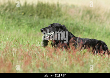 Hund Flat Coated Retriever Erwachsener (schwarz) liegen mit einem dummy Stockfoto