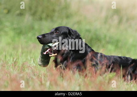 Hund Flat Coated Retriever Erwachsener (schwarz) liegen mit einem dummy Stockfoto