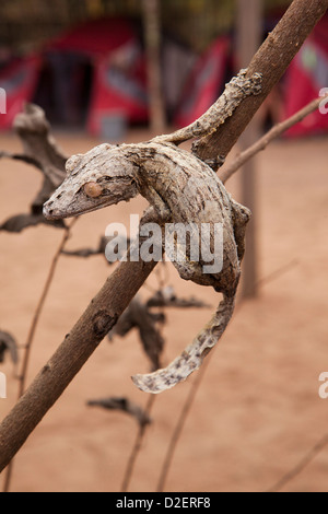 Madagaskar, Betrieb Wallacea, Mariarano, Blatt Tailed Gecko Uroplatis heckeli Stockfoto