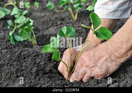 ältere Frau pflanzt einen Erdbeeren Sämling im Garten Stockfoto