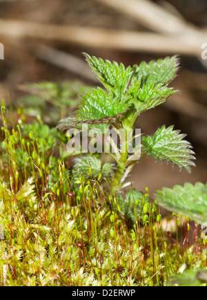 Junge Triebe der Brennnessel unter Moose in den Frühlingswald. Stockfoto