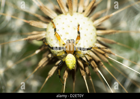 Krabbenspinne kriecht auf einem Löwenzahn Samen Stockfoto