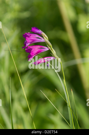 Blühenden Gladiolen schuppige auf Frühlingswiese. Stockfoto