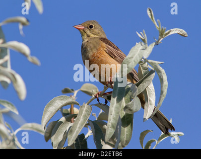 Ortolan Bunting (Emberiza Hortulana) Männchen auf einem Ast sitzend. Stockfoto