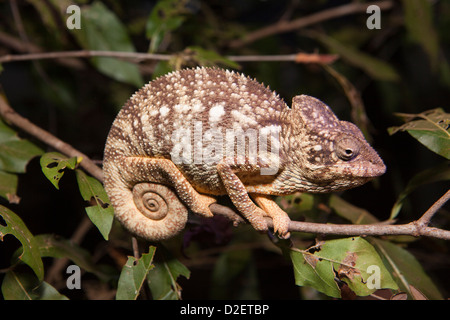 Madagaskar, Betrieb Wallacea, Oustalet Chamäleon, Furcifer Oustleti, in der Nacht Stockfoto