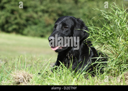 Hund Flat Coated Retriever adult (schwarz) Porträt Profil Stockfoto