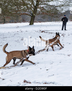 Zwei Hunde, die ein Zweig von einem Baum in einem schneebedeckten Richmond Park im Winter, Hunde genießen Sie Snowy Park, Richmond upon Thames. Greater London, Surrey, Großbritannien Stockfoto