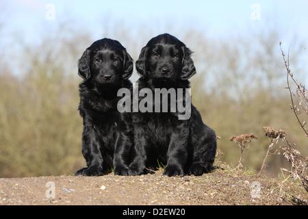 Hund Flat Coated Retriever (schwarz) zwei Welpen sitzen auf dem Boden Stockfoto