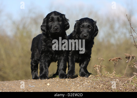 Hund Flat Coated Retriever (schwarz) zwei Welpen am Boden stehend Stockfoto