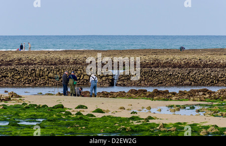 Fangreise in ecluse à Poissons" bei Ebbe auf der Insel Oléron, Frankreich. Stockfoto
