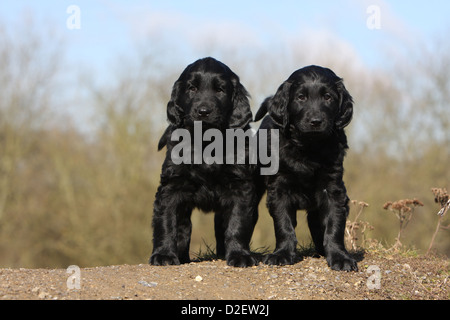 Hund Flat Coated Retriever (schwarz) zwei Welpen am Boden stehend Stockfoto